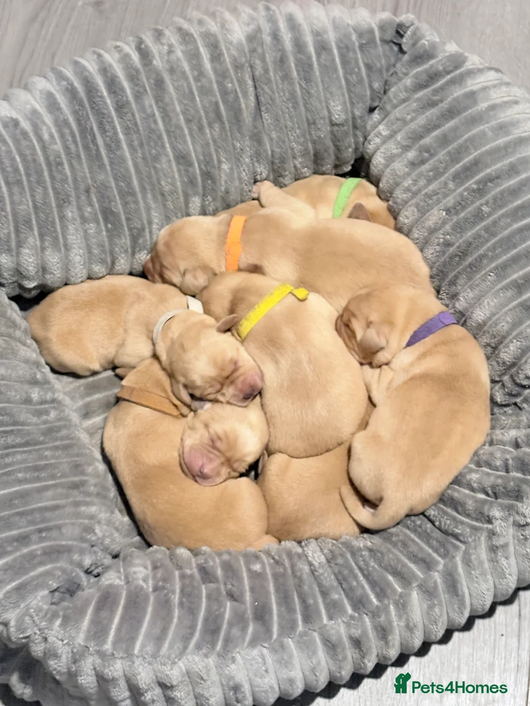 Labrador Retriever dogs for sale: Beautiful Labrador Pup - Advert 4