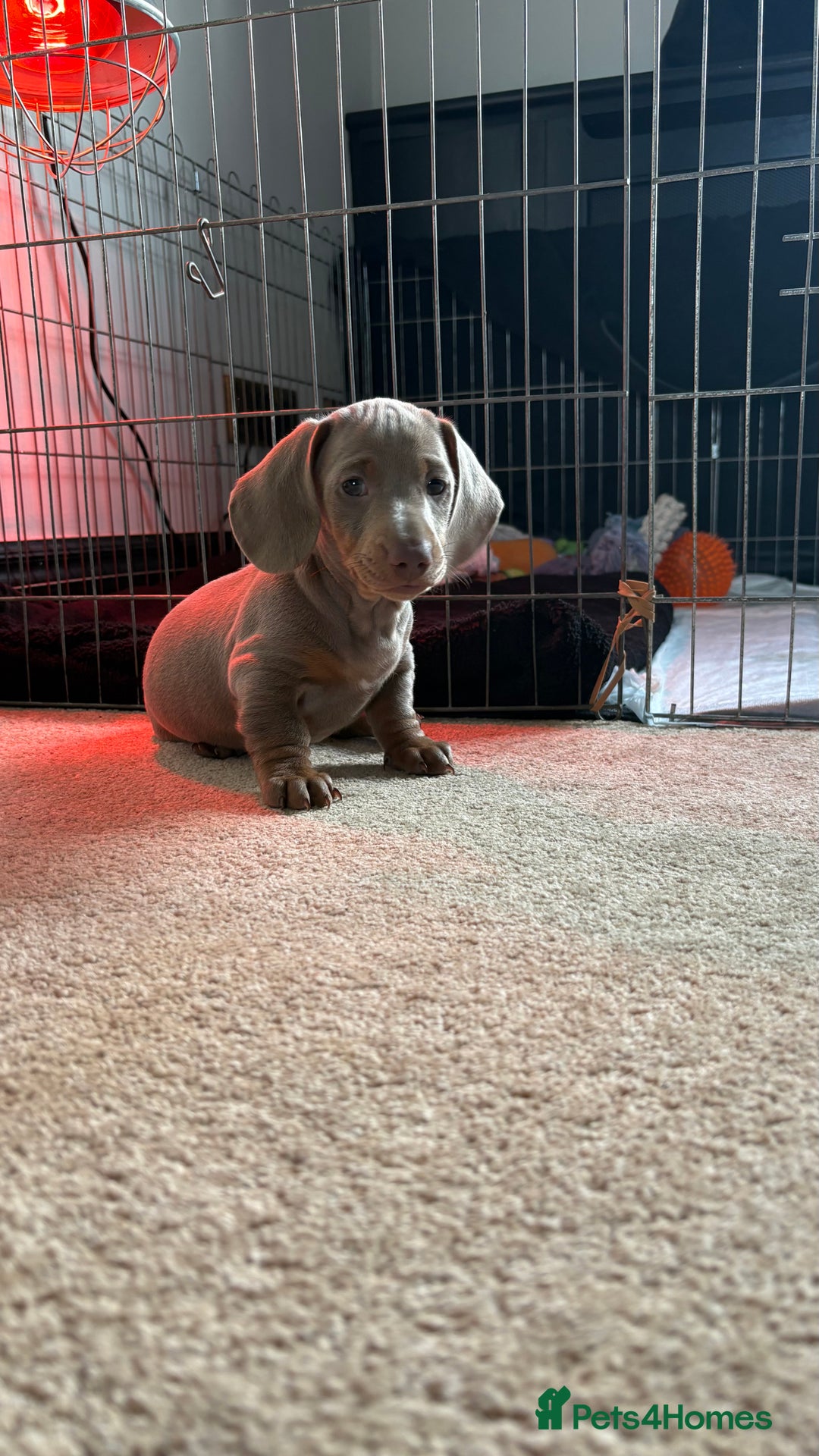 Miniature Dachshund dogs for sale: Stunning Miniature dachshund last boy left  - Advert 4
