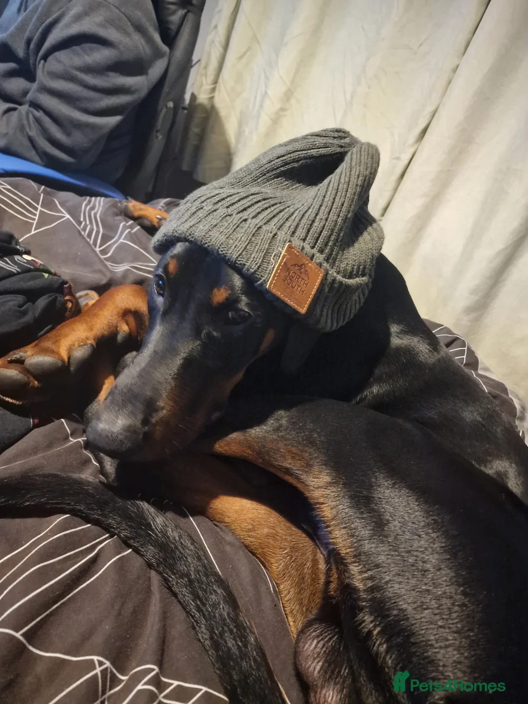 Dobermann dogs for sale: Dobermann pup - Advert 2