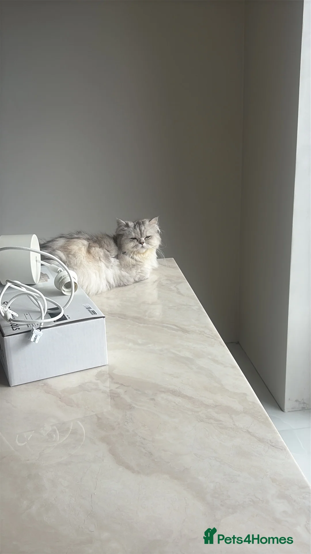 Persian cats for sale: 3 year old beautiful Persian cat  - Advert 3