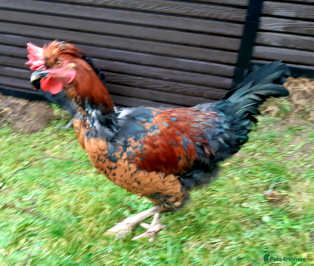 Chickens poultry for sale: Cockerels for free - Advert 2