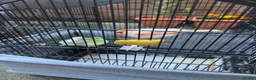 Canaries birds for sale: White canaries with cage in Belfast - Advert 4