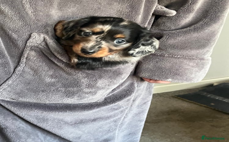 Miniature Dachshund dogs 🌟 KC registered longhair miniature dachshunds  - Advert 1