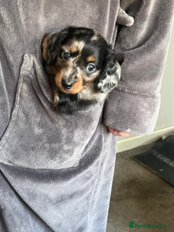 Miniature Dachshund dogs 🌟 KC registered longhair miniature dachshunds - Advert 1