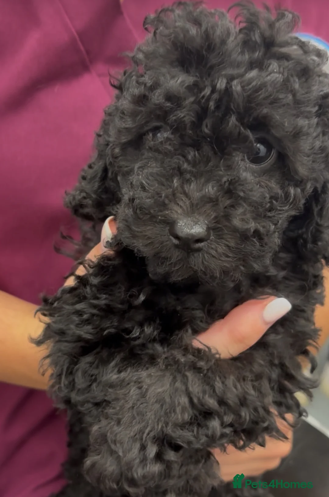 Toy Poodle dogs for sale: 3 Pedigree TOY POODLE GIRLS -ready now in Cheshire - Advert 2
