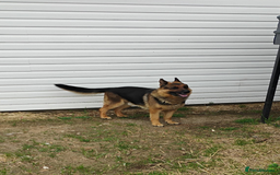 German Shepherd dogs for sale: Kc reg, health test parents german shepherds pups - Image 3