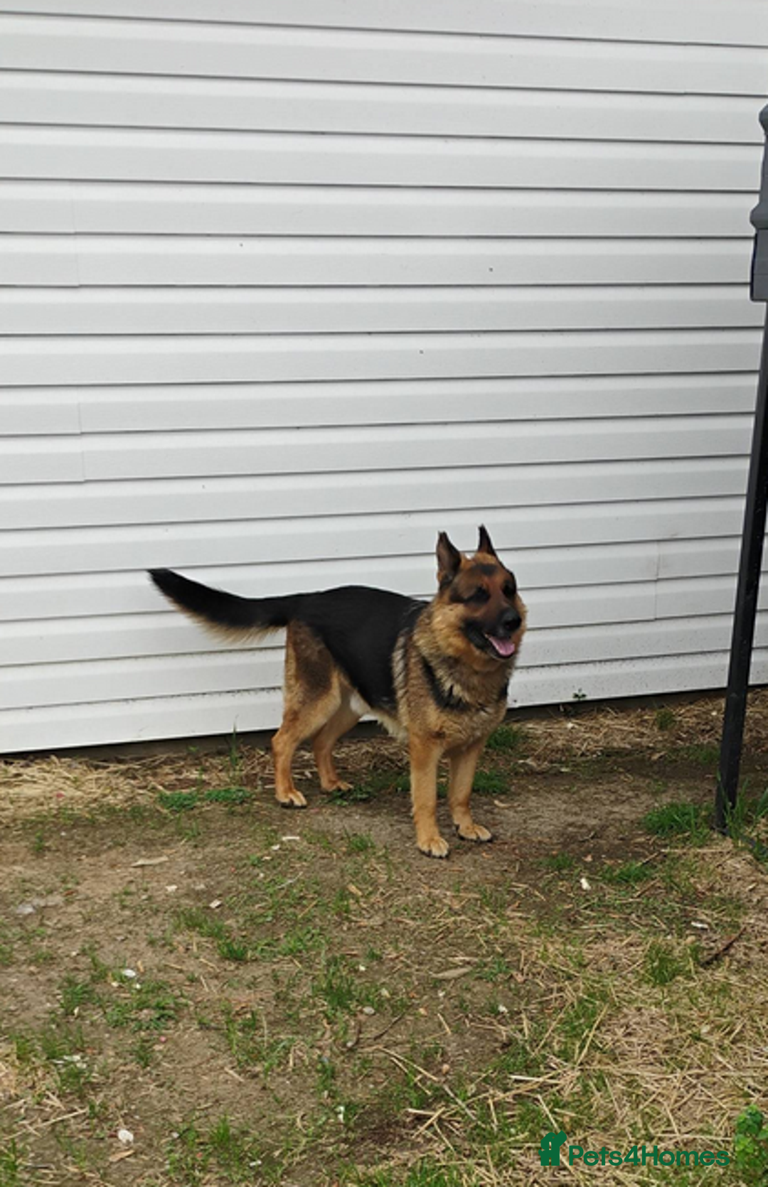 German Shepherd dogs for sale: Kc reg, health test parents german shepherds pups - Image 3