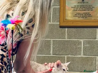 Abyssinian cats 🏆✨ CHAMPION Silver Cinnamon Abyssinian ✨🏆❤️ - Advert 10