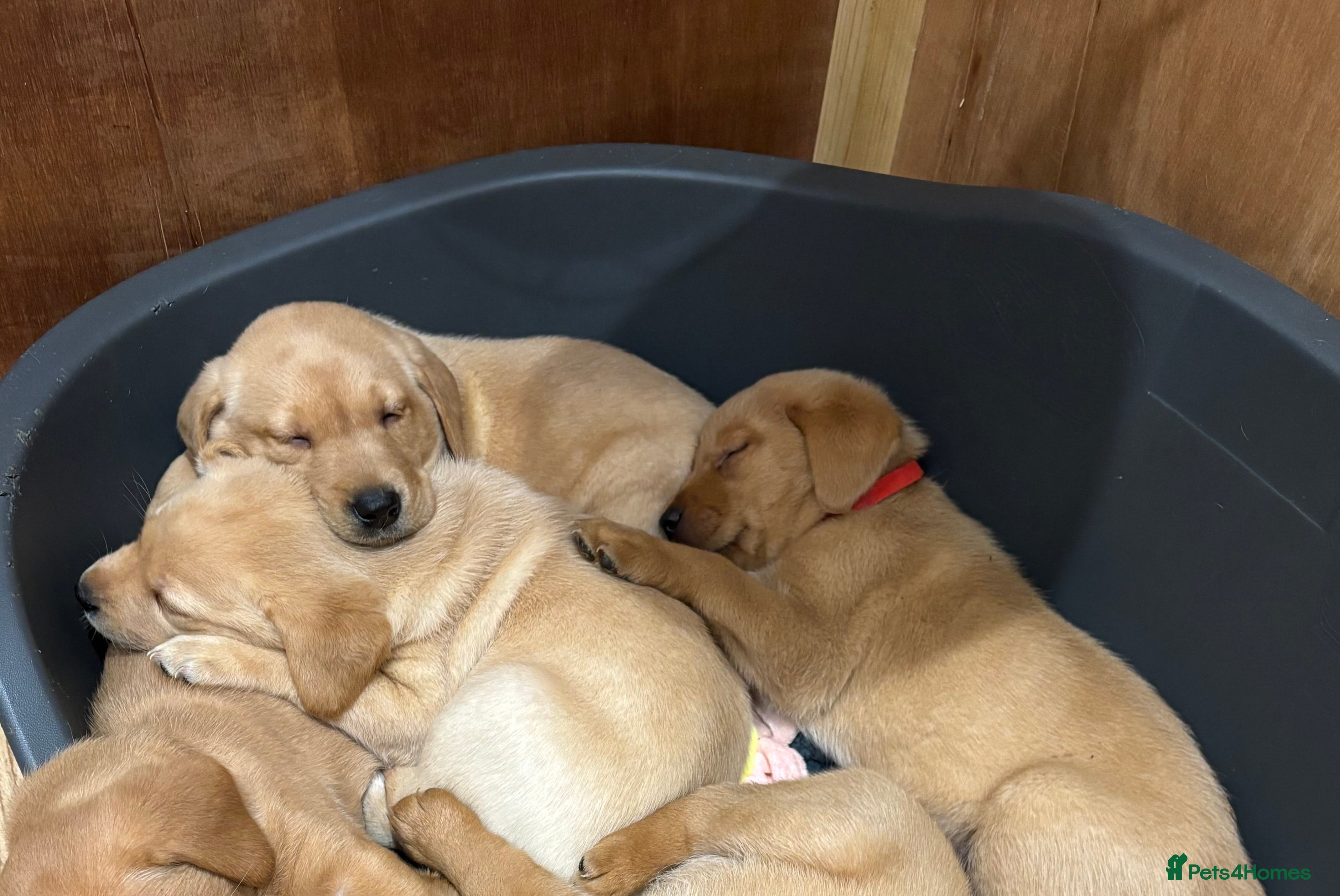 Labrador Retriever dogs Beautiful Labrador Puppies - Advert 11