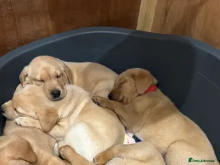 Labrador Retriever dogs Beautiful Labrador Puppies - Advert 11