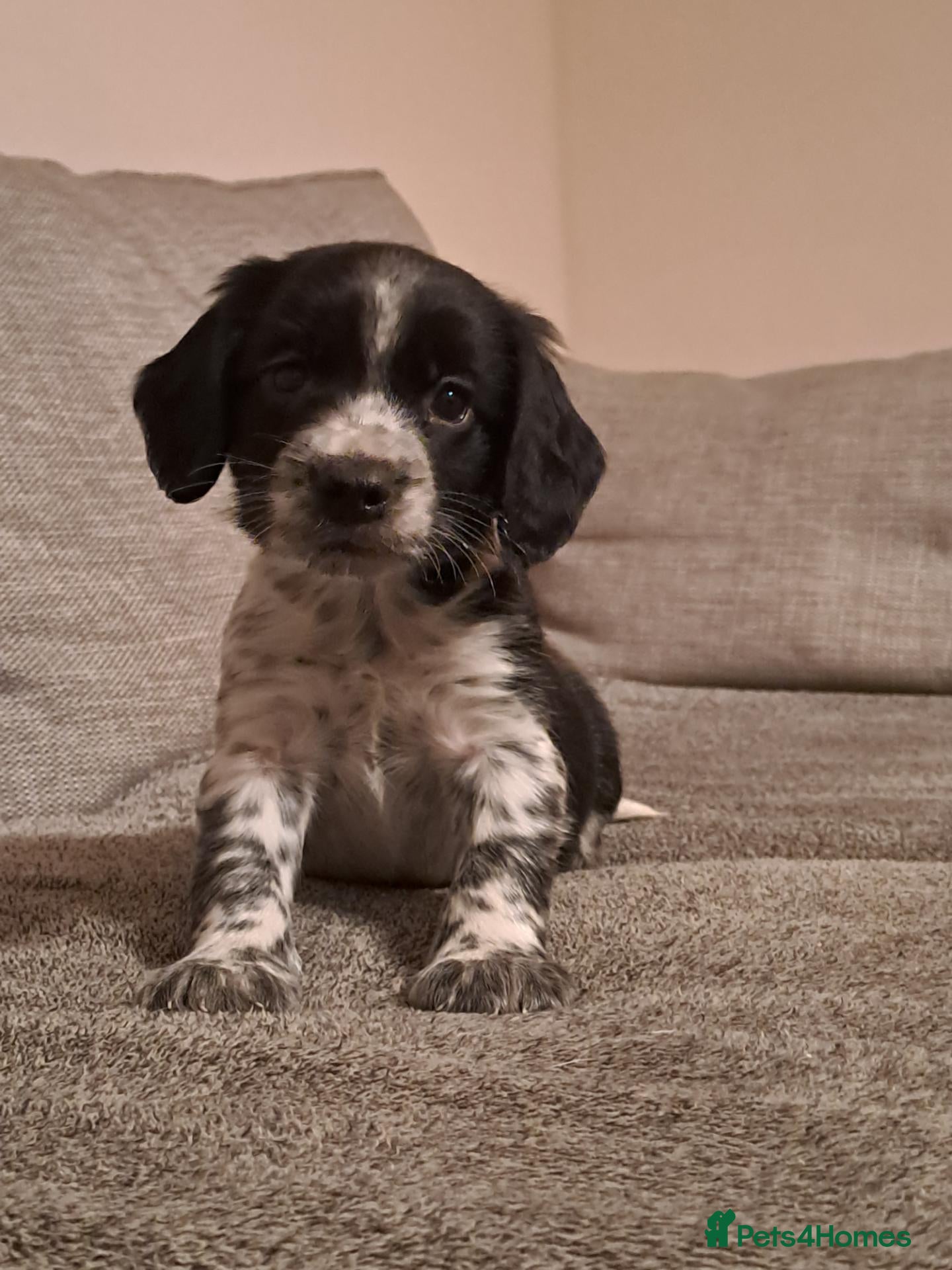 Sprocker dogs F1 Sprocker puppies FCh in both parent's line - Advert 1