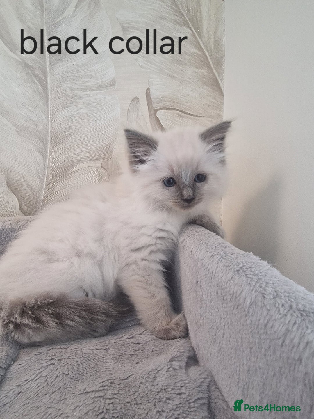 Ragdoll cats for sale: Ready to collect-Blue Point Kittens-Vaccinated - Image 16