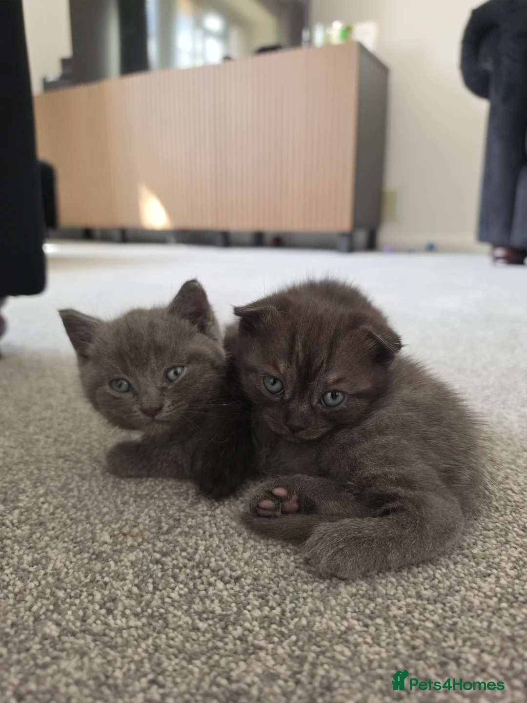 Scottish Fold cats for sale: Scottish Fold Kitten in Tadworth - Advert 2
