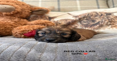 Miniature Dachshund dogs - Advert 7