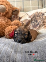 Miniature Dachshund dogs - Advert 6