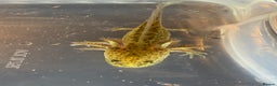 Axolotl reptiles for sale: Axolotls various morphs - Advert 4