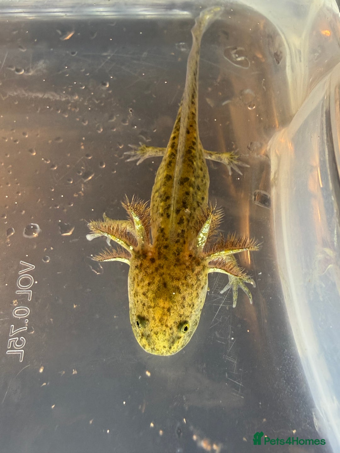 Axolotl reptiles for sale: Axolotls various morphs - Advert 4