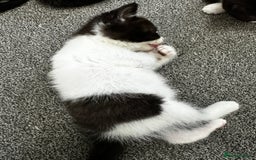 British Shorthair cats for sale: British short hair cross  - Image 24
