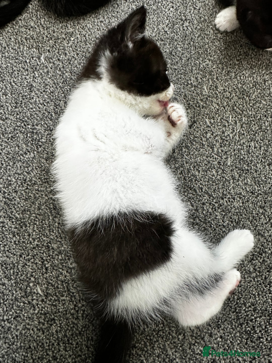 British Shorthair cats for sale: British short hair cross  - Image 24