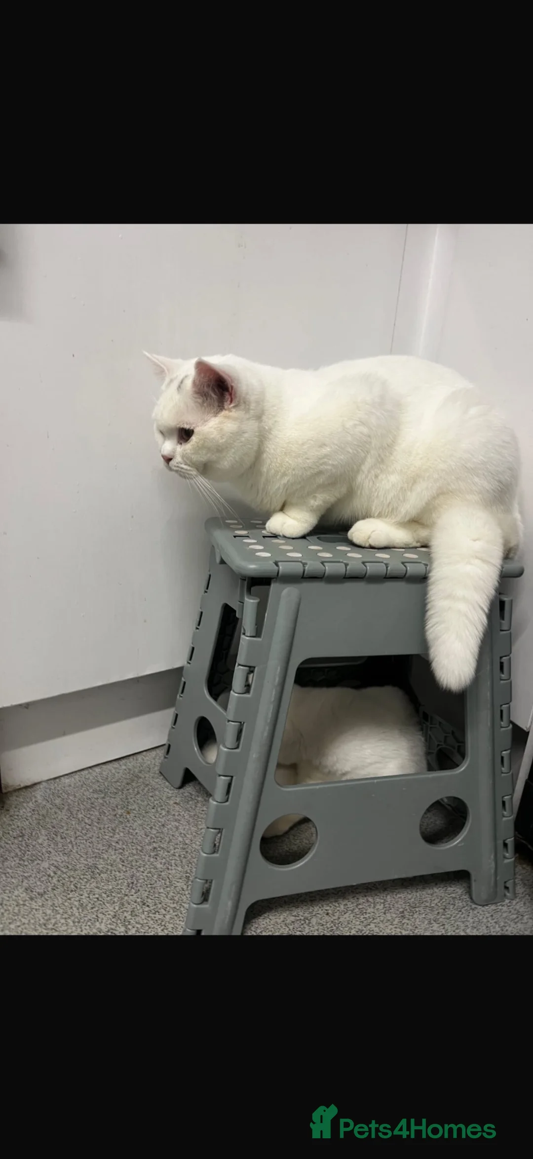 Mixed Breed cats for sale: 🐾 Scottish Straight x British Shorthair Kittens - Advert 8