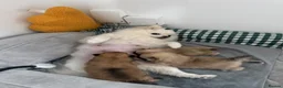 Pomeranian dogs for sale: Pomeranian puppy  - Advert 9