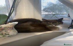 Ragdoll cats for sale: Ragdoll grey cat - Image 1