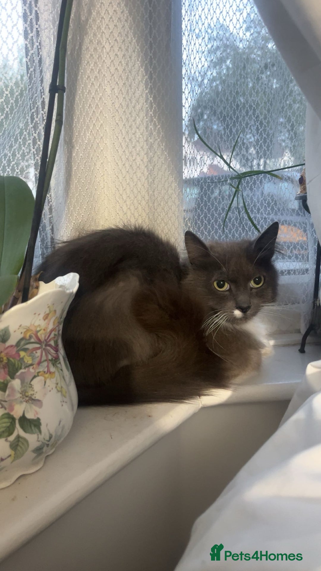 Ragdoll cats for sale: Ragdoll grey cat - Image 1