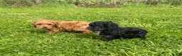 Cavapoo dogs for sale: Toy Cavapoo Puppies - Advert 13