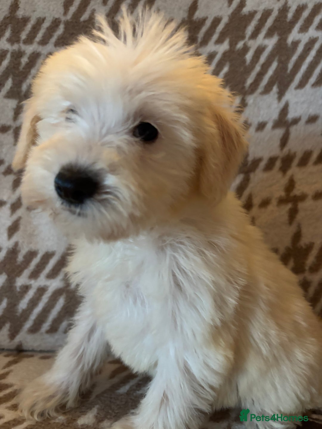 Mixed Breed dogs for sale: Truly special Schnoodle pups *unique colouring* - Advert 14