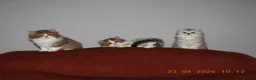 Mixed Breed cats for sale: Persian and British longhair  - Advert 3