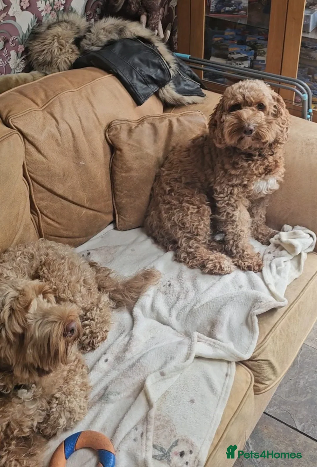 Cockapoo dogs for sale: Rehome 3 Yr old Cockapoo girl in Matlock - Advert 2