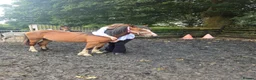 Welsh Section C horses for sale: Registered Welsh Sec c  in Bonnybridge - Advert 3