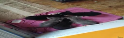 Mixed Breed cats for sale: 3 beautiful burmese X kittens  in Ilkley - Advert 6