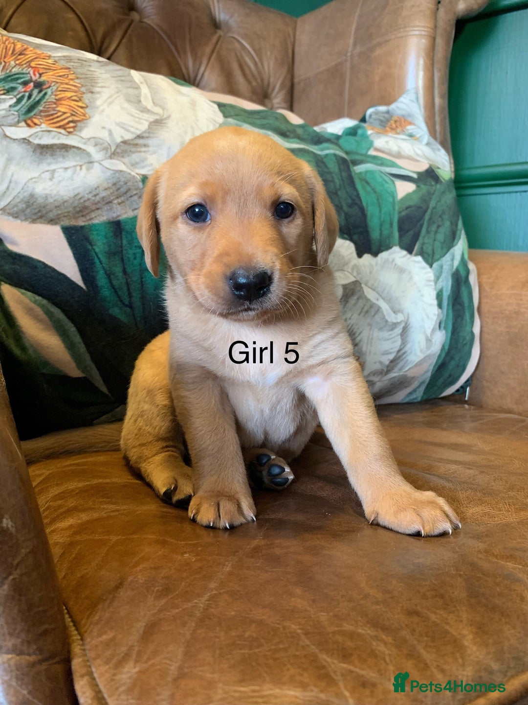 Labrador Retriever dogs for sale: Gorg KC reg labradors with amazing lineage - Advert 31