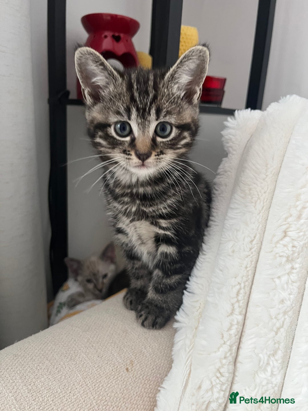 Mixed Breed cats for sale: Make and female tabby kittens for sale  - Image 4