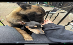 Belgian Shepherd Dog dogs for sale: Belgian Malinois - Whiskey - Image 7