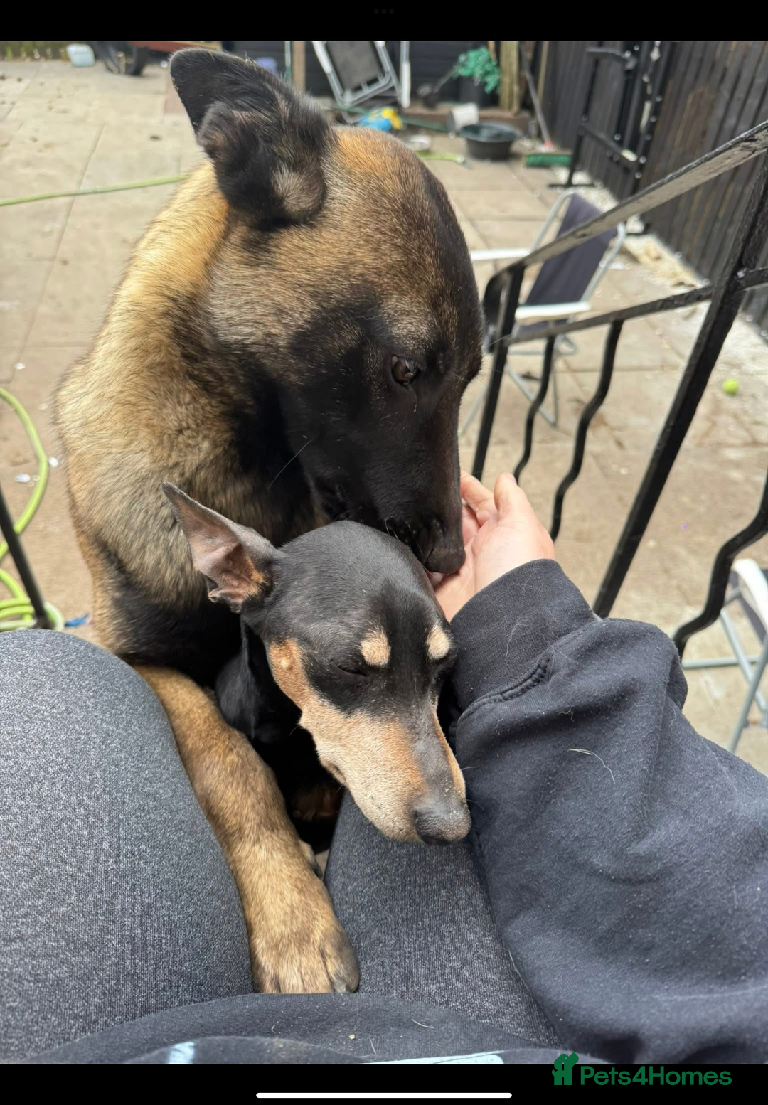 Belgian Shepherd Dog dogs for sale: Belgian Malinois - Whiskey - Image 7