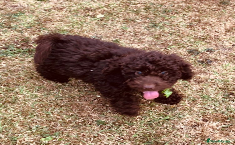 Cockapoo dogs - Advert 11