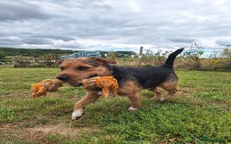 Patterjack dogs for stud: Jack Russell cross Patterdale for stud - Image 21