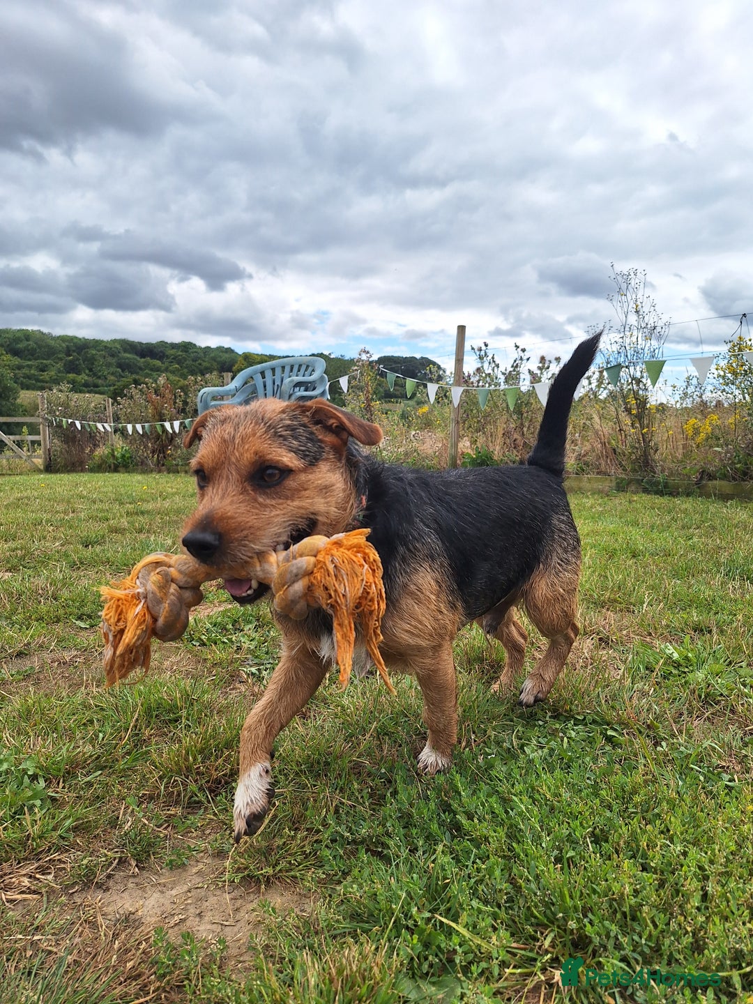 Patterjack dogs for stud: Jack Russell cross Patterdale for stud - Image 21