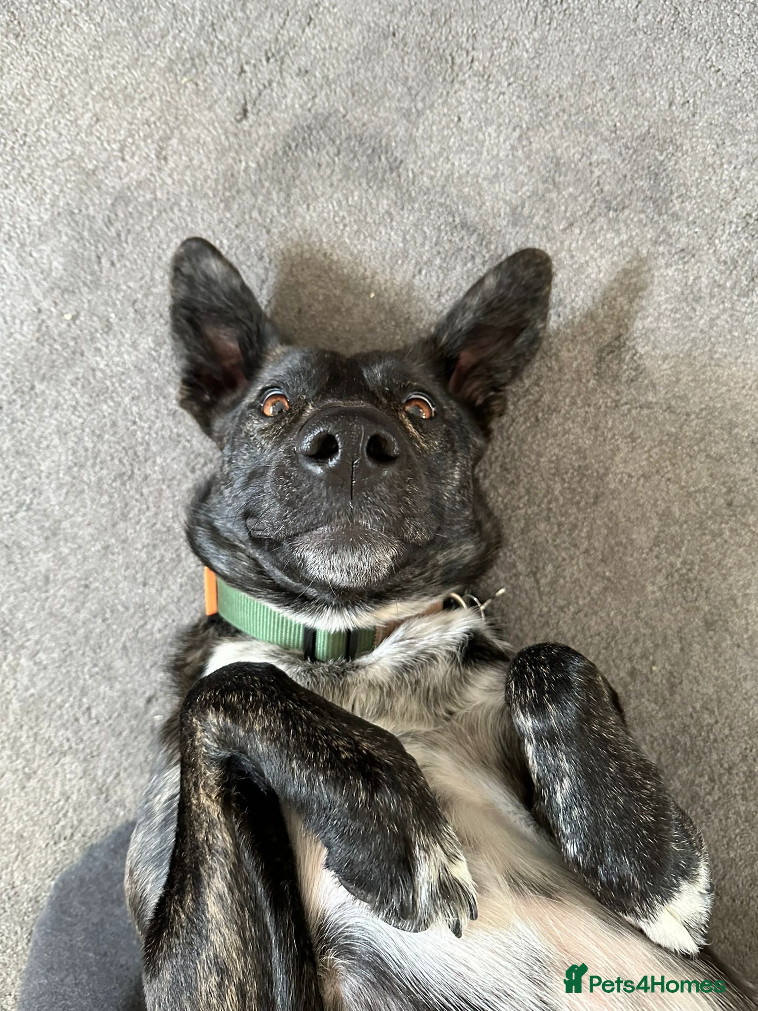 Mixed Breed dogs Ember is a 4.5 year old Belgian mali x GSD - Advert 1