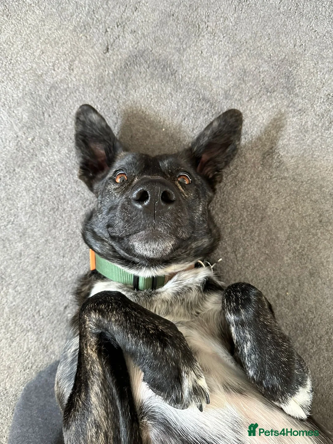 Mixed Breed dogs for adoption: Ember is a 4.5 year old Belgian mali x GSD - Advert 1