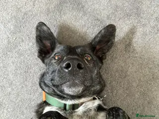 Mixed Breed dogs Ember is a 4.5 year old Belgian mali x GSD - Advert 1