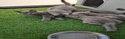 British Shorthair cats for sale: GCCF Blue BSH chunky champion lines - Advert 11