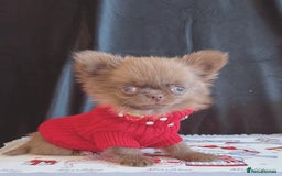 Chihuahua dogs for sale: Long haired chihuahua boys  - Image 7