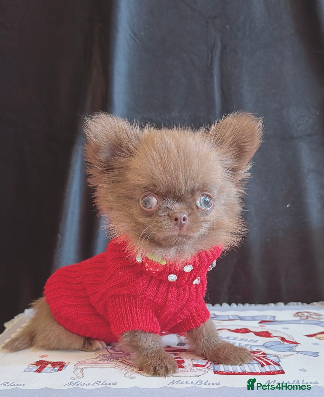 Chihuahua dogs for sale: Long haired chihuahua boys  - Image 7