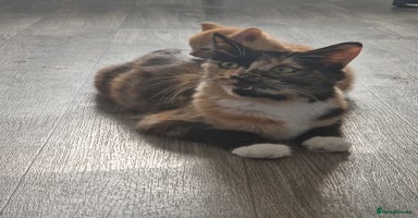 Mixed Breed cats - Advert 9