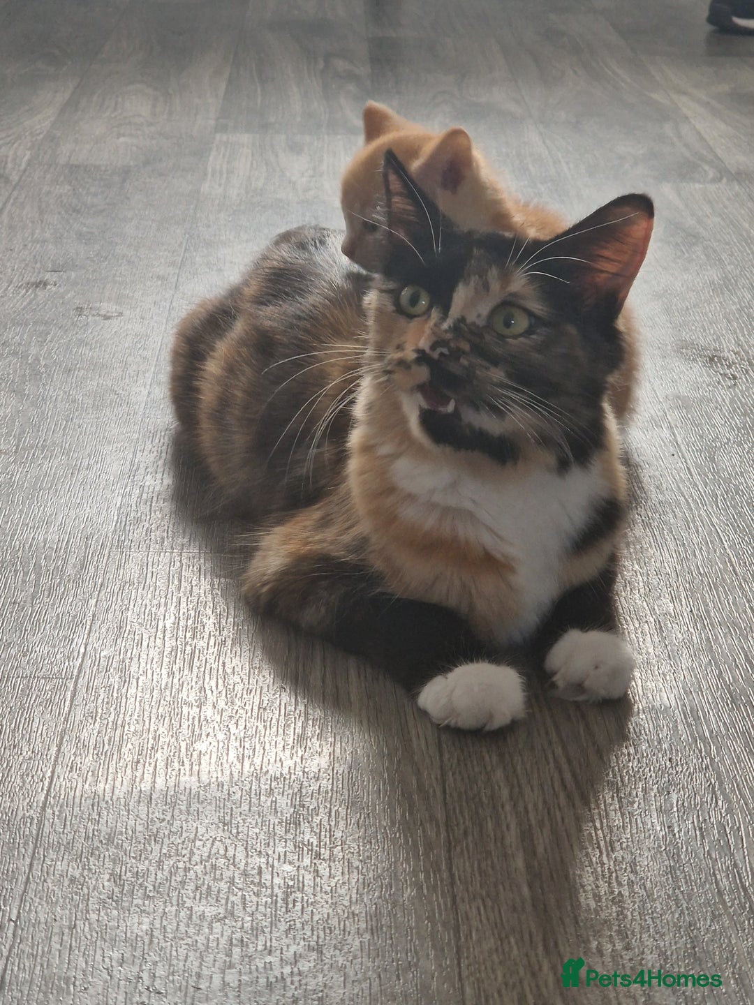 Mixed Breed cats for sale: Beautiful kittens  - Image 8