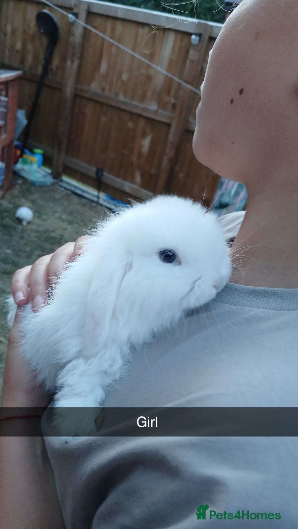 Mini Lop rabbits Mini lop babies for sale  - Advert 1