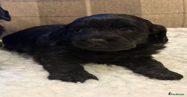 Cockapoo dogs STUNNING F2 COCKAPOO PUPPIES 2 REMAINING 🐾 - Advert 3